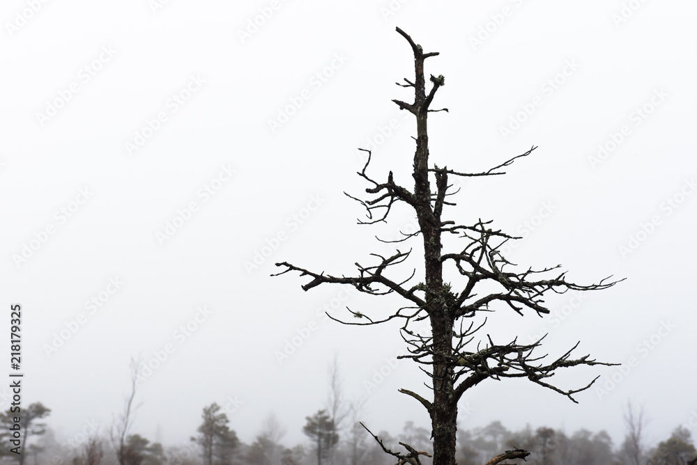 Bare pine tree branches