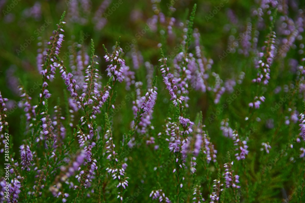 Violett blühende Erika in einem botanischen Garten Violett blühende Erika in einem botanischen Garten