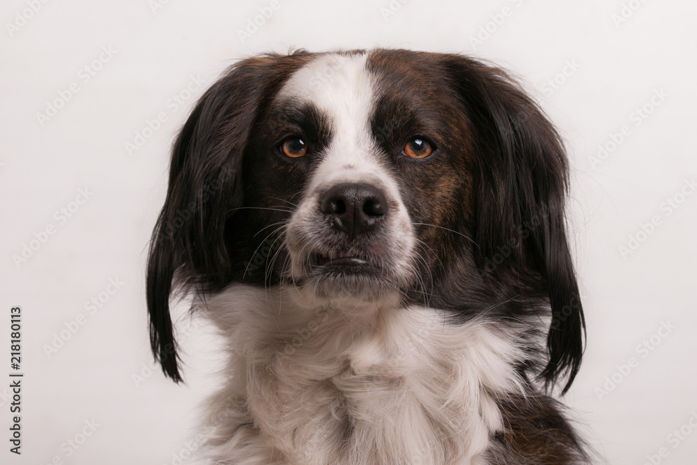 Fototapeta premium Hund, Rüde, Portrait 