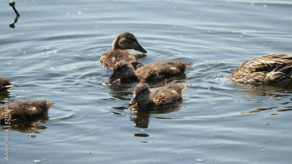 Flock of brown colored ducklings swimming in river. Birds are looking for food in water. Flock of brown colored ducklings swimming in river. Birds are looking for food in water.