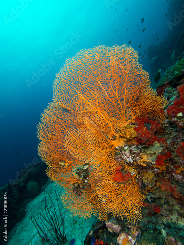 Gorgonian seafan © Magnus