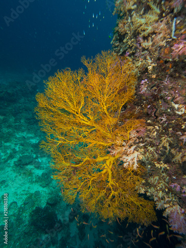 Yellow Gorgonian seafan photo