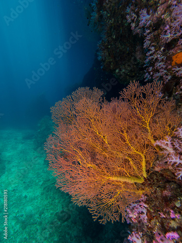 Gorgonian seafan with sunrays in the background photo