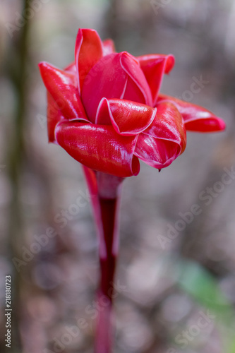 Etlingera elatior