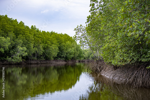Plenary mangrove forest grow beside the river.
