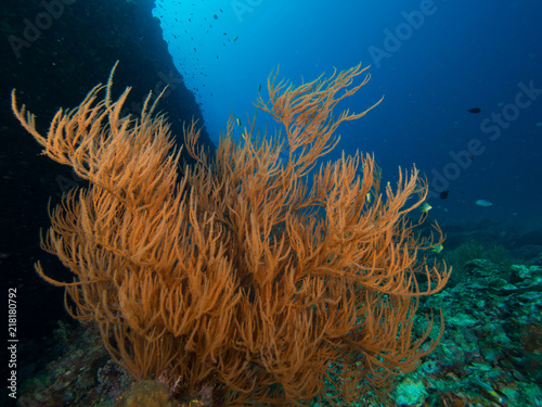 Black coral