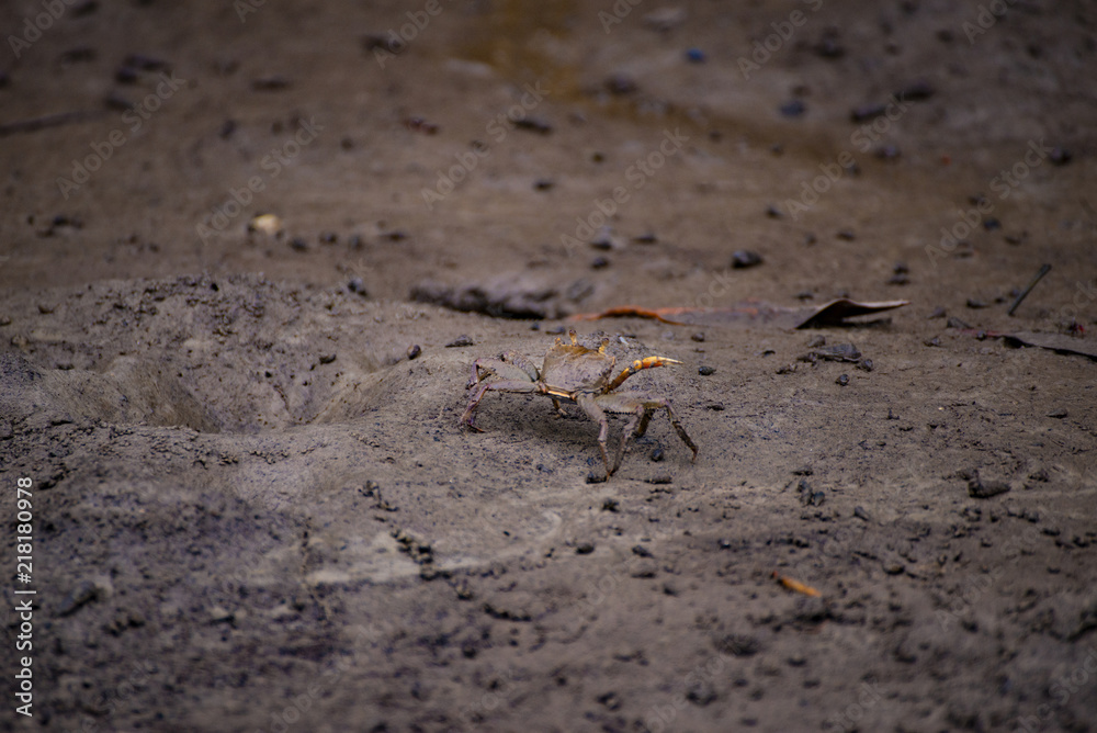 Crab on the mangrove in south Thailand. Crab on the mangrove in south Thailand.