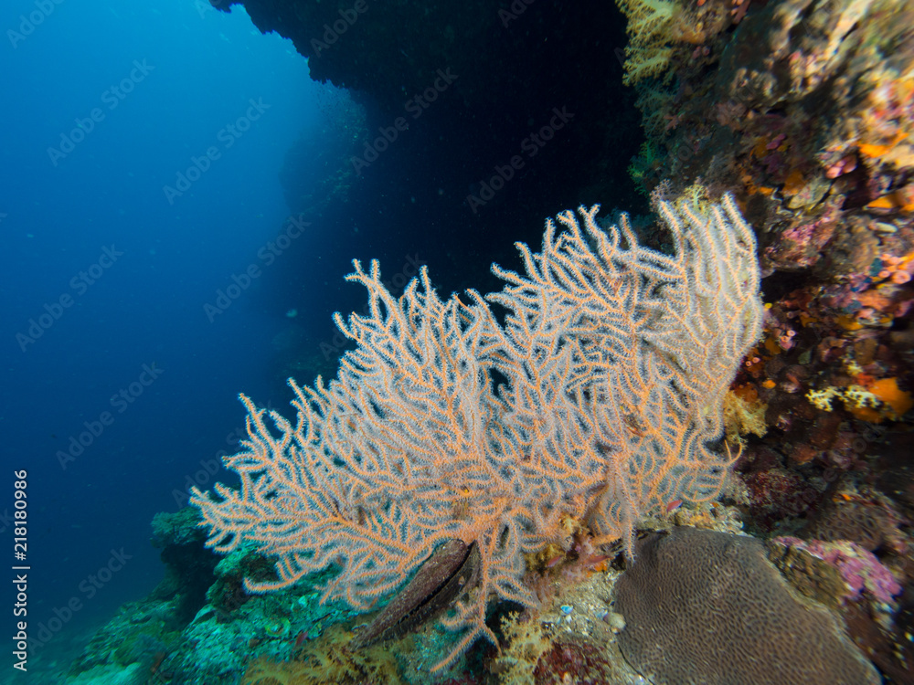 White Gorgonian seafan White Gorgonian seafan