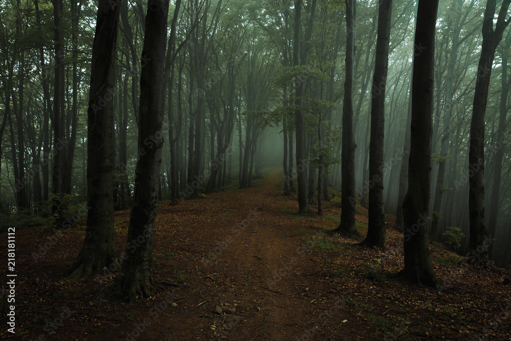 Obraz premium Dreamy foggy dark forest. Trail in moody forest. Alone and creepy feeling in the woods