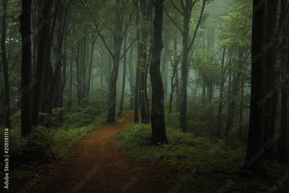 Naklejka premium Marzycielski mglisty ciemny las. Szlak w nastrojowym lesie. Samotne i przerażające uczucie w lesie