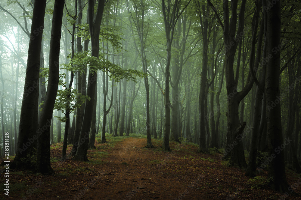 Dreamy foggy dark forest. Trail in moody forest. Alone and creepy feeling in the woods