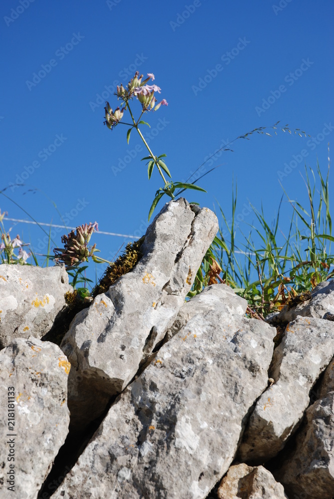 Fotografie mur en pierres sèches