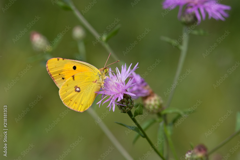 la farfalla prende il nettare del fiore la farfalla prende il nettare del fiore