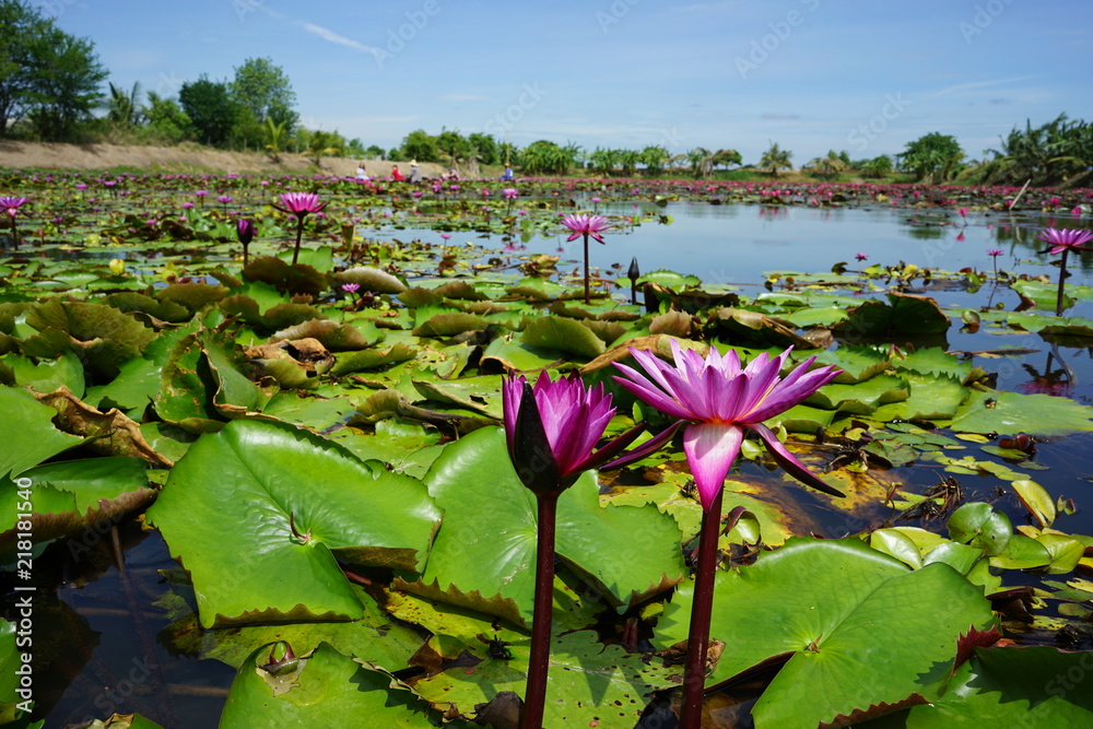 Φωτογραφία Beautiful red lotus flower in the lotus pond on the sunny day in the suburb of B