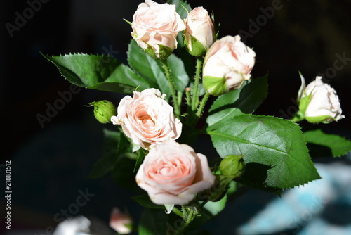 Lot of elegant yellow pink small roses with green leaves on a black background