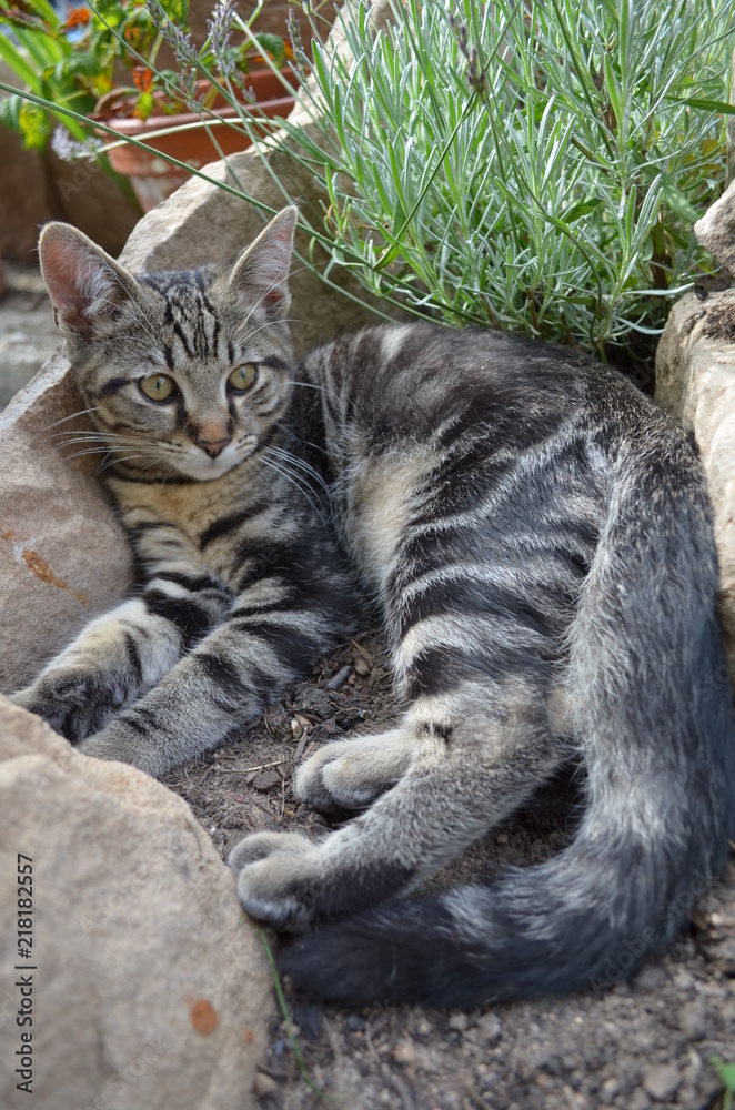 Obraz premium Kleiner Kater