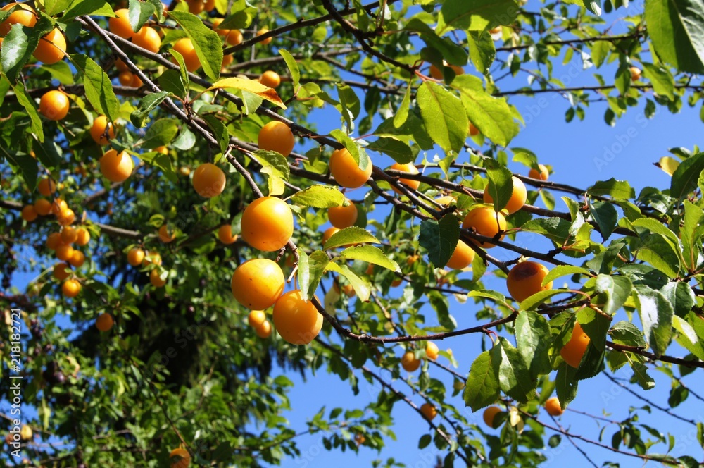 Renekloden,obst, baum, orange, essen, ast, reif, garden, green, natur, pflanze, ackerbau, blatt, obstgärten, citrus, rot, gesund, gelb, frisch, sommer, apricot, pflaume, bio, süss, Renekloden,obst, baum, orange, essen, ast, reif, garden, green, natur, pflanze, ackerbau, blatt, obstgärten, citrus, rot, gesund, gelb, frisch, sommer, apricot, pflaume, bio, süss,