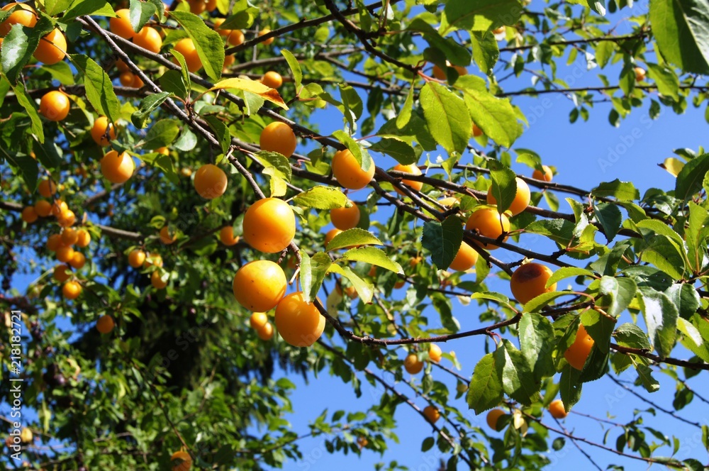 Renekloden,obst, baum, orange, essen, ast, reif, garden, green, natur, pflanze, ackerbau, blatt, obstgärten, citrus, rot, gesund, gelb, frisch, sommer, apricot, pflaume, bio, süss, 