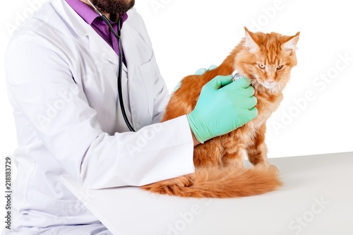 Vet Examining a Red Cat