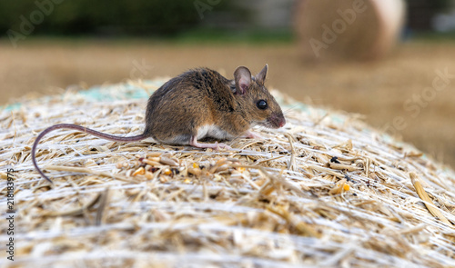A cute field mouse (Apodemus sylvaticus) on a hay bale photo