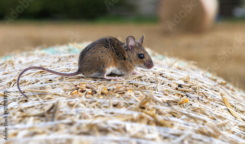 A cute field mouse (Apodemus sylvaticus) on a hay bale