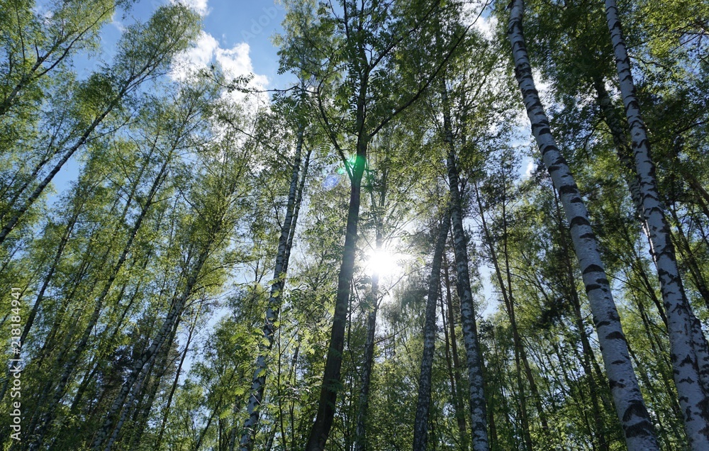 Fototapeta premium tree