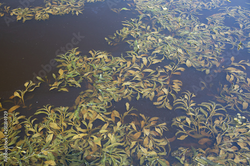 Leaves of Pondweed (Potamogeton sp.) in brown colored water photo