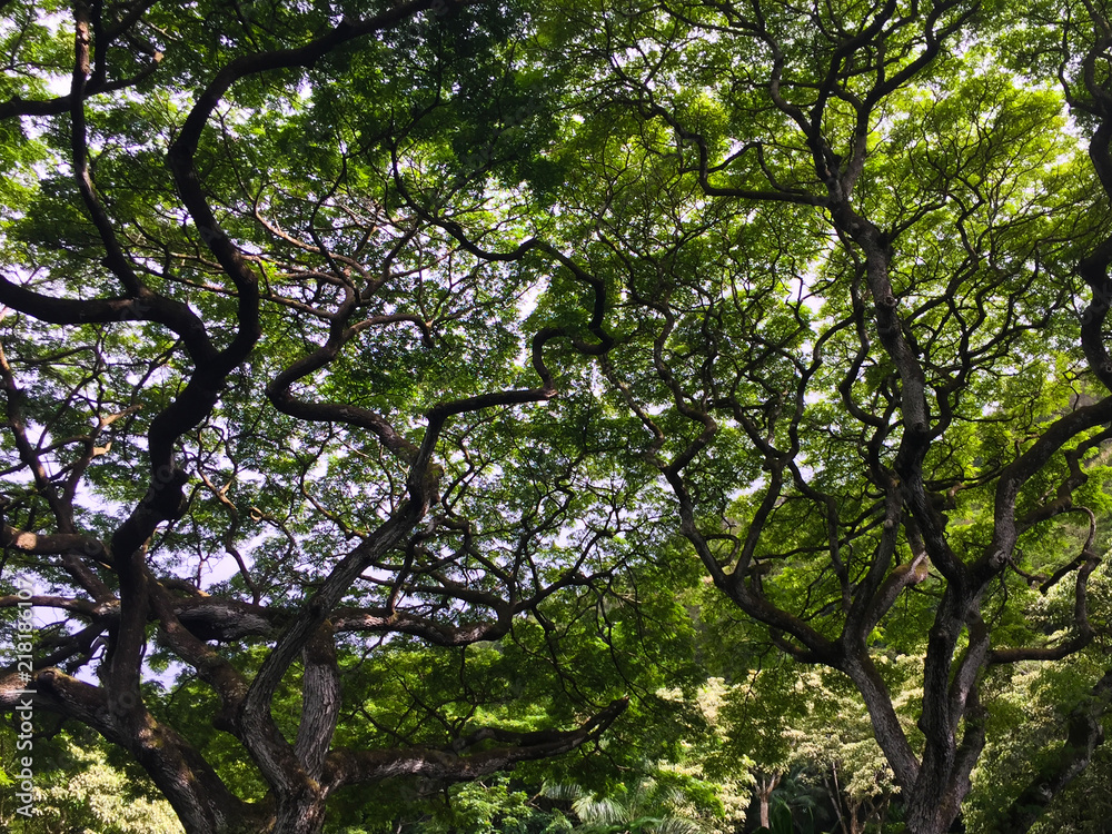 Fototapeta premium Hawaii Jungle, Entangle Trees branch, Green trees, Wild, Nature, USA OAHU Island Wahiawa HI Honolulu AUGUST 2018
