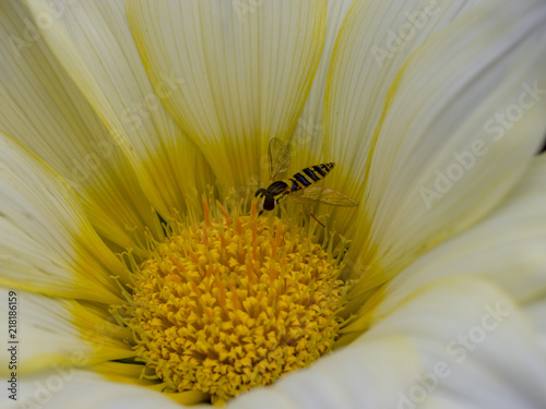 Gazania rigens. Gazanies