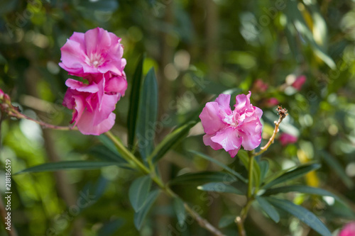 ピンク色の夾竹桃の花