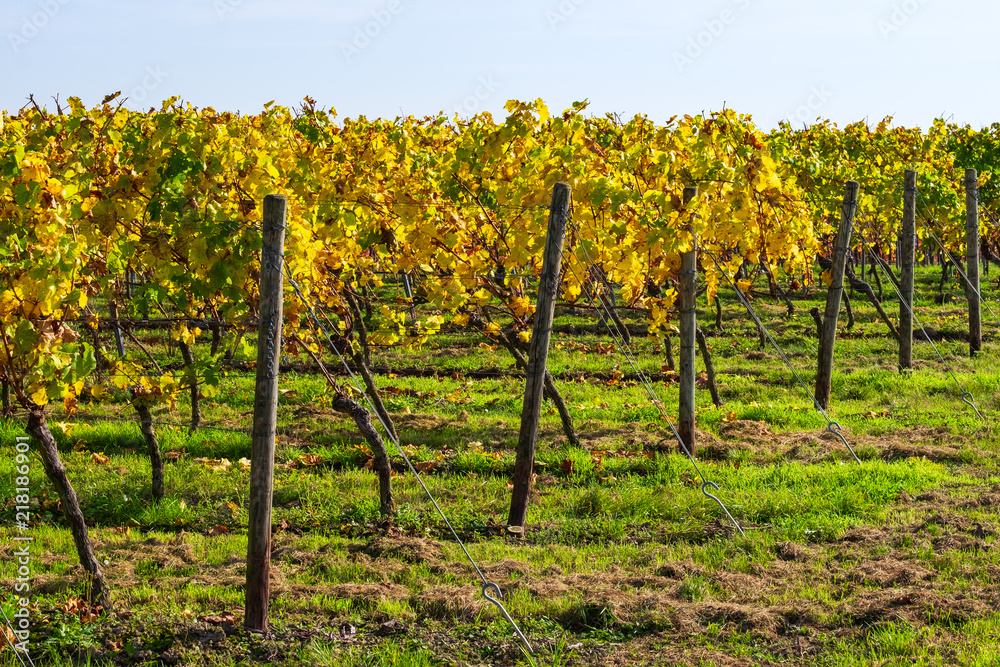 Naklejka premium Rebstöcke im Herbst in Rheinhessen