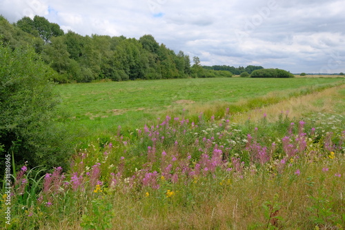 Altenbr  cker Weiden im Juli im Umkreis von Osterholz-Scharmbeck