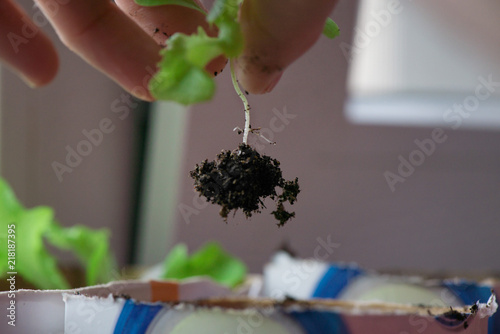 Hands of woman preparing to carefully plant seedlings of salad in fertile soil in bigger pot. Taking care and growth concept. 