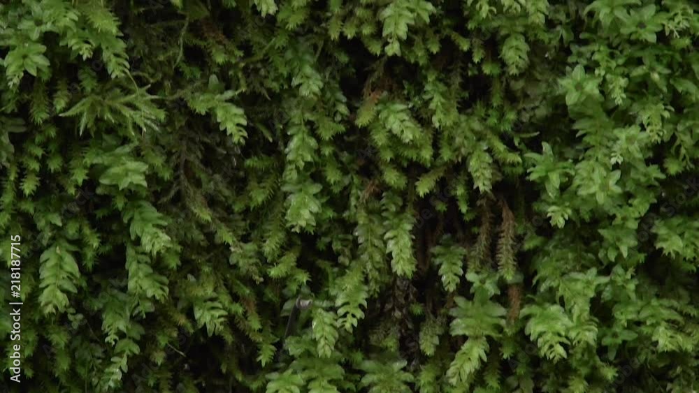 Moss texture on a tree Moss texture on a tree