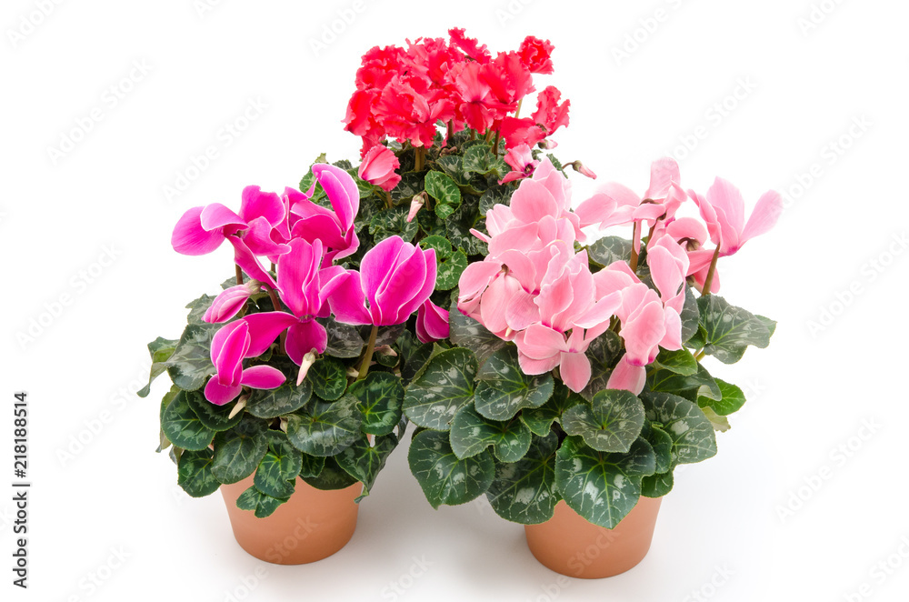 Fotografía Cyclamen persicum