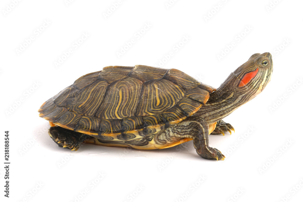 Naklejka premium Trachemys Scripta Elegans On White