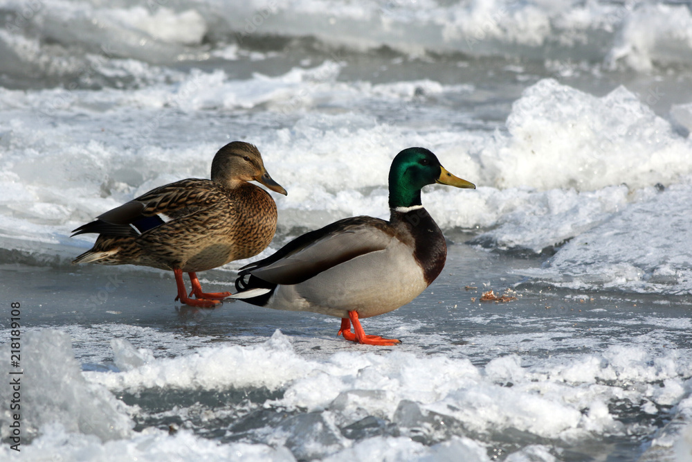 male and felame ducks on ice male and felame ducks on ice