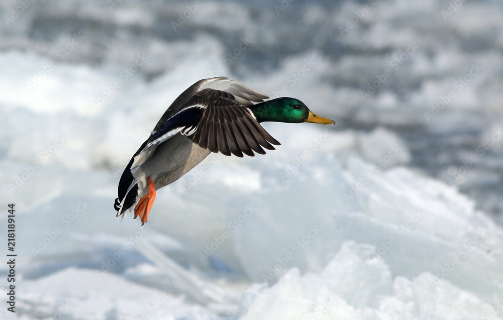 flying wild duck over frozen water 3 flying wild duck over frozen water 3