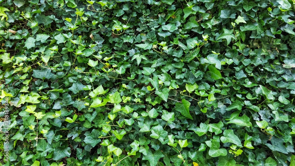 ivy spread ivy spread
