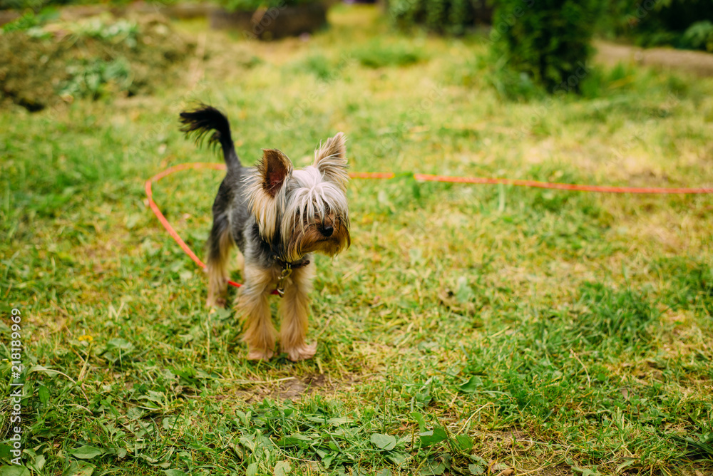 dog, terrier, yorkshire, animal, pet, cute, puppy, grass, canine, brown, small, yorkie, green, pets, domestic, portrait, hair, breed, mammal, adorable, yorkshire terrier, animals, fur, nature, purebre dog, terrier, yorkshire, animal, pet, cute, puppy, grass, canine, brown, small, yorkie, green, pets, domestic, portrait, hair, breed, mammal, adorable, yorkshire terrier, animals, fur, nature, purebre