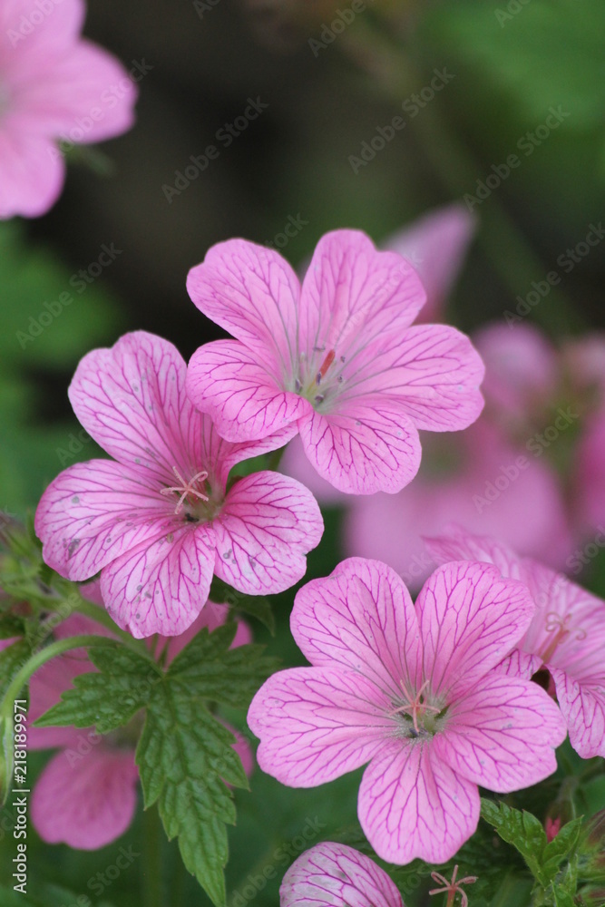 Pink flowers Pink flowers