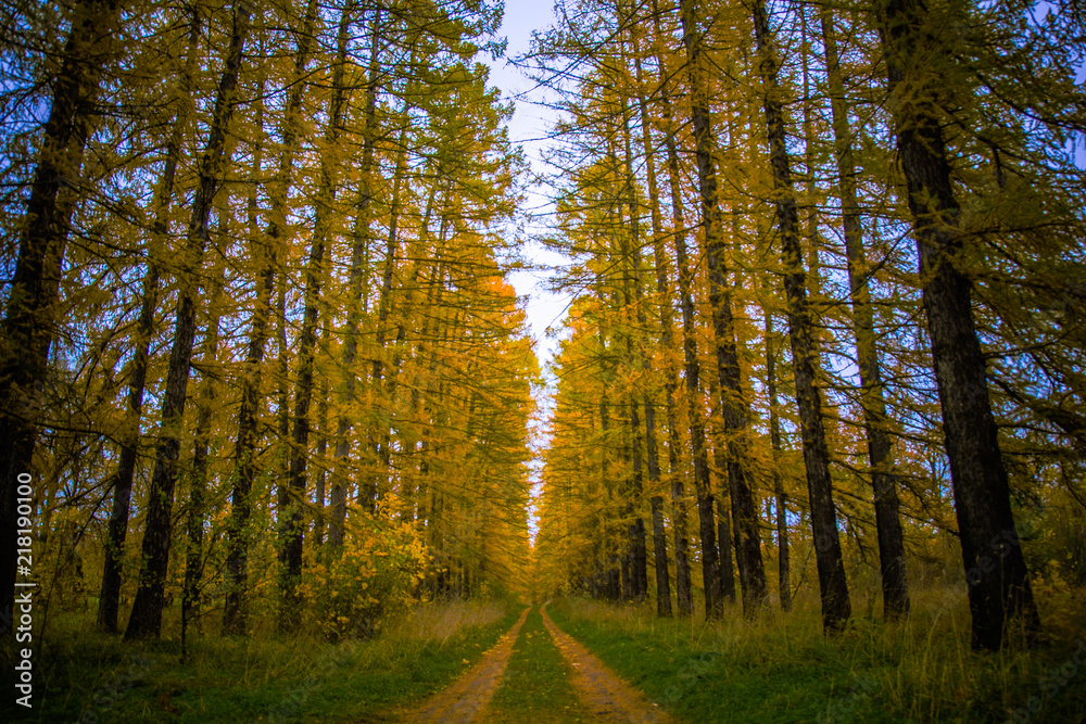 Fototapeta premium Alley