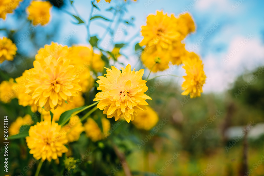 flower, yellow, nature, flowers, summer, garden, plant, green, field, spring, blossom, orange, meadow, bloom, beauty, dandelion, marigold, floral, flora, beautiful, daisy, petal, calendula, grass, bri flower, yellow, nature, flowers, summer, garden, plant, green, field, spring, blossom, orange, meadow, bloom, beauty, dandelion, marigold, floral, flora, beautiful, daisy, petal, calendula, grass, bri