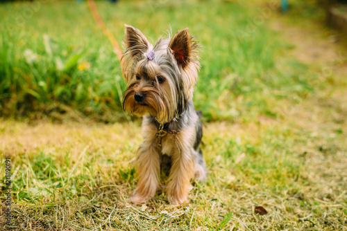 dog, terrier, yorkshire, animal, pet, puppy, cute, yorkie, canine, brown, small, portrait, mammal, isolated, yorkshire terrier, hair, pets, breed, fur, purebred, grass, white, adorable, domestic, dogg © Alexander