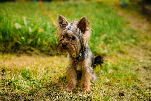 dog, yorkshire, terrier, puppy, animal, pet, cute, yorkie, canine, brown, small, grass, isolated, yorkshire terrier, hair, mammal, pets, breed, portrait, domestic, adorable, green, purebred, white, fu © Alexander