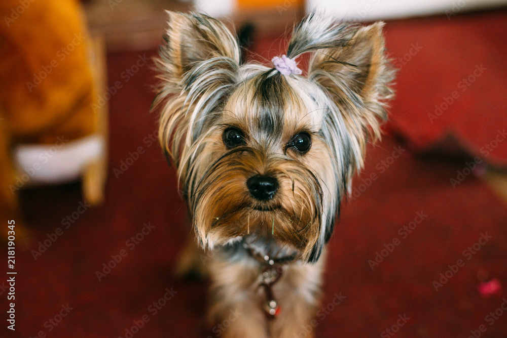 dog, yorkshire, terrier, animal, puppy, cute, pet, yorkie, canine,  portrait, brown, isolated, small, mammal, yorkshire terrier, hair, pets,  purebred, adorable, animals, breed, white, fur, pup, york Photos | Adobe  Stock