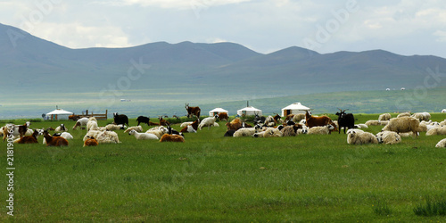 Sheep grazing in the grassland of Mongolia	 photo