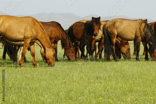  horse grazing grass in the grassland of Mongolia