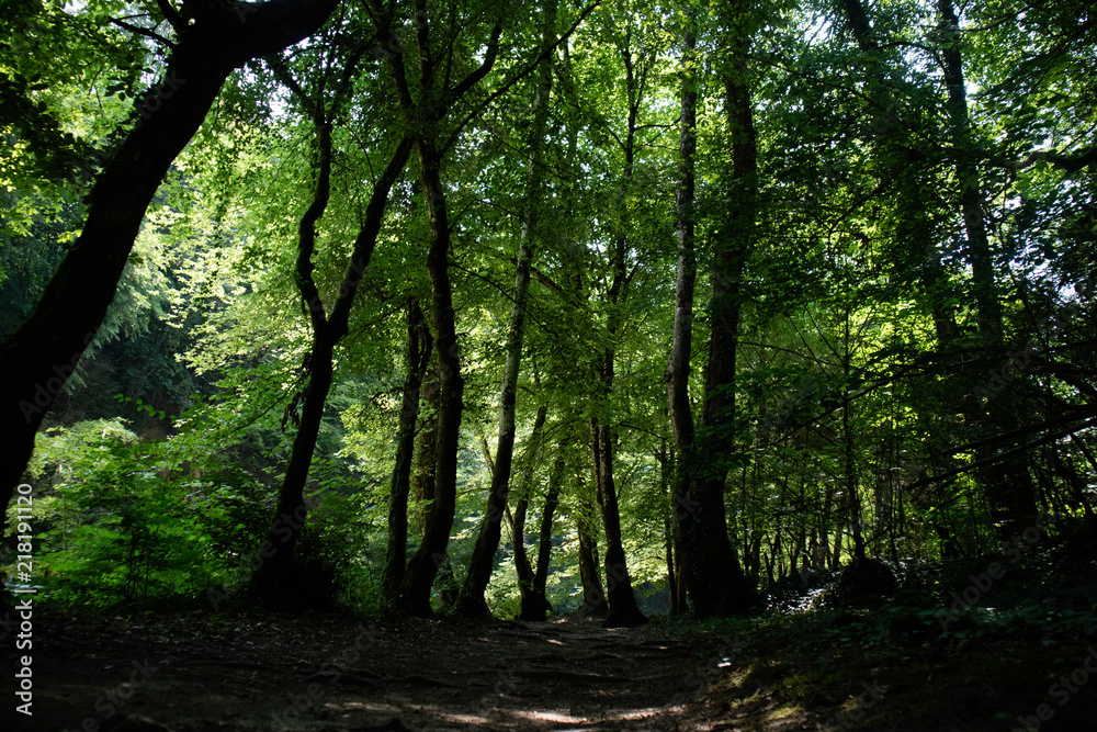 Obraz premium IMMORTELS