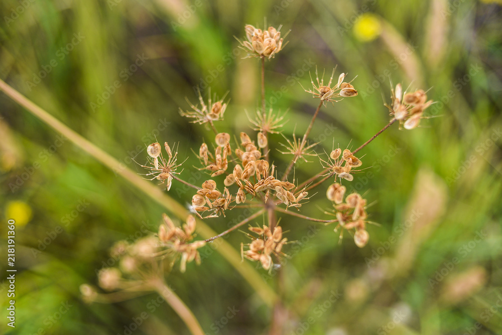 Wild dried flowers on a meadow. Wild dried flowers on a meadow.